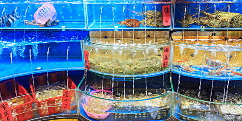 大連普蘭店水產(chǎn)品購買指南 價格、專賣店與選購地點詳解