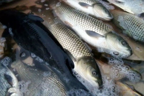 請堅持吃魚 大自然贈予的禮物，疫情下的營養(yǎng)守護(hù)